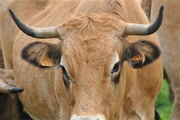 Beef from Aubrac in the spotlight!