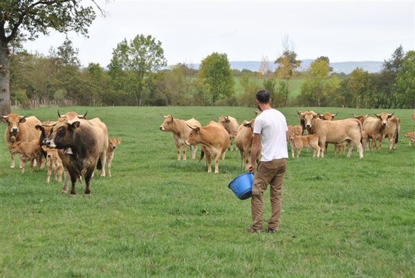 Éleveur partenaire nourrissant ses vaches avec le pain sec du restaurant Léonie à Millau circuit court et anti-gaspillage.